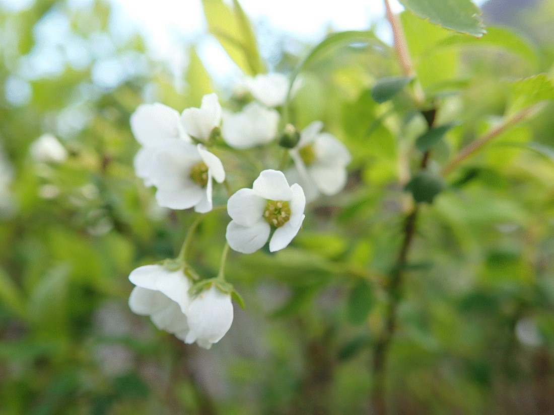 f:id:aikawa_park:20200412152615j:plain f:id:aikawa_park:20200412152615j:plain