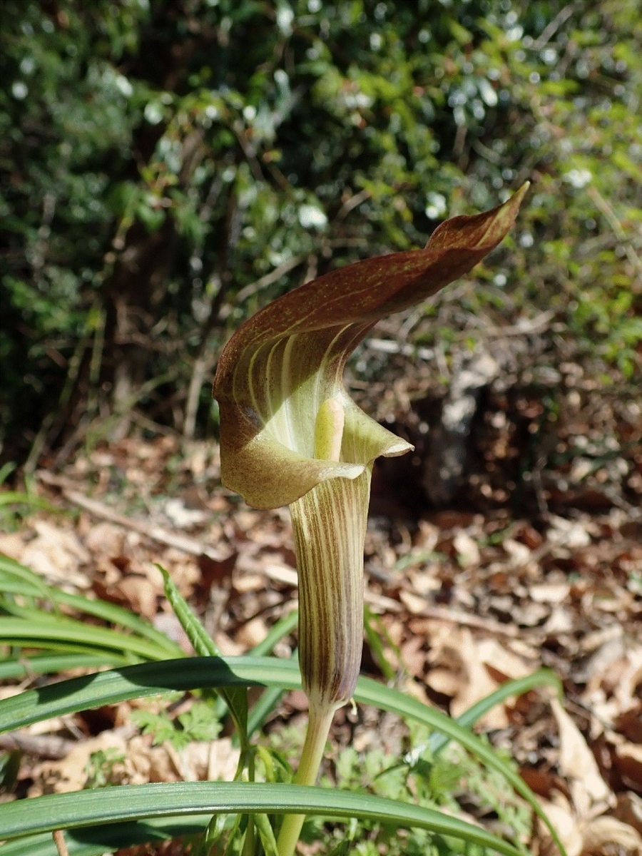 f:id:aikawa_park:20200412153342j:plain f:id:aikawa_park:20200412153342j:plain