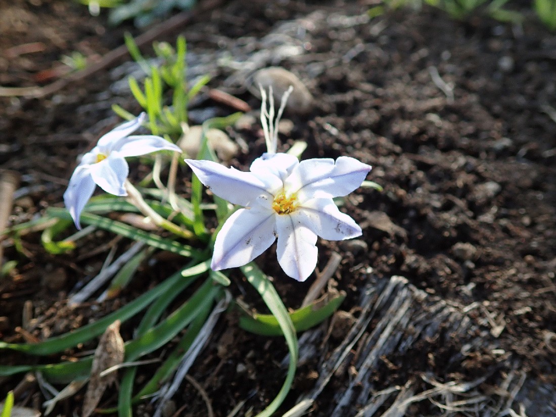 f:id:aikawa_park:20200412154102j:plain f:id:aikawa_park:20200412154102j:plain