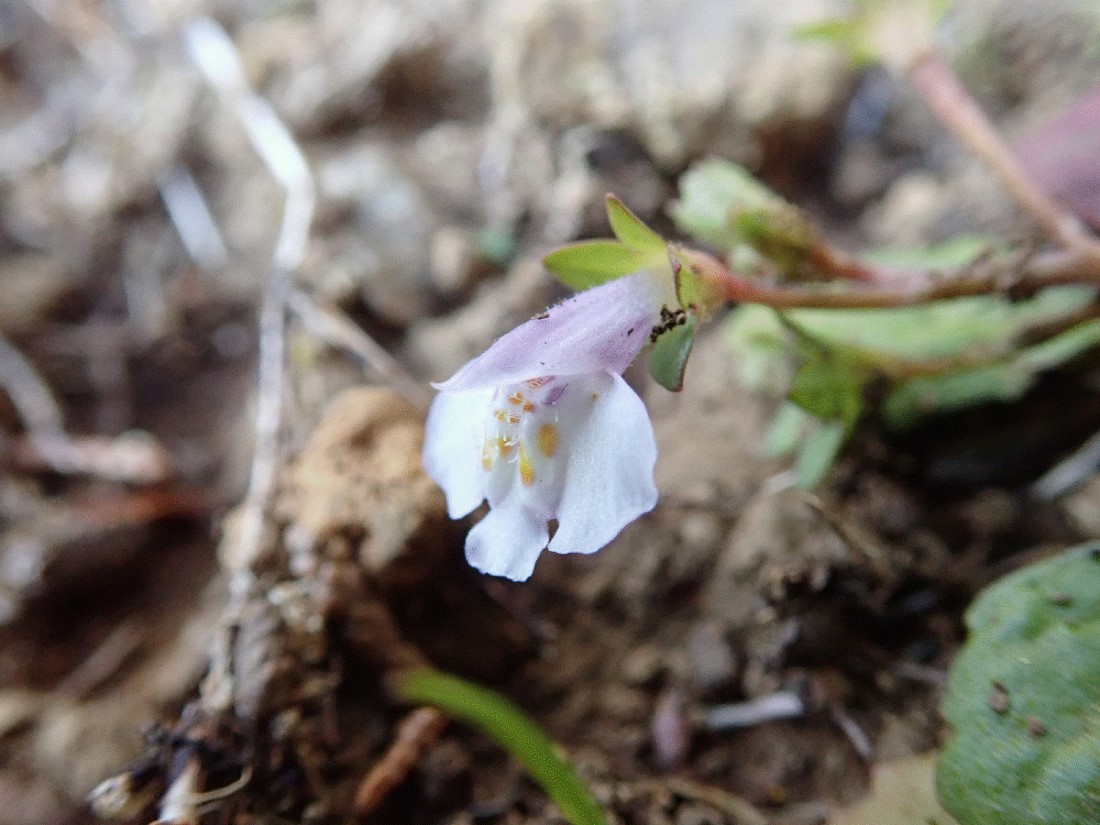 f:id:aikawa_park:20200412162235j:plain f:id:aikawa_park:20200412162235j:plain