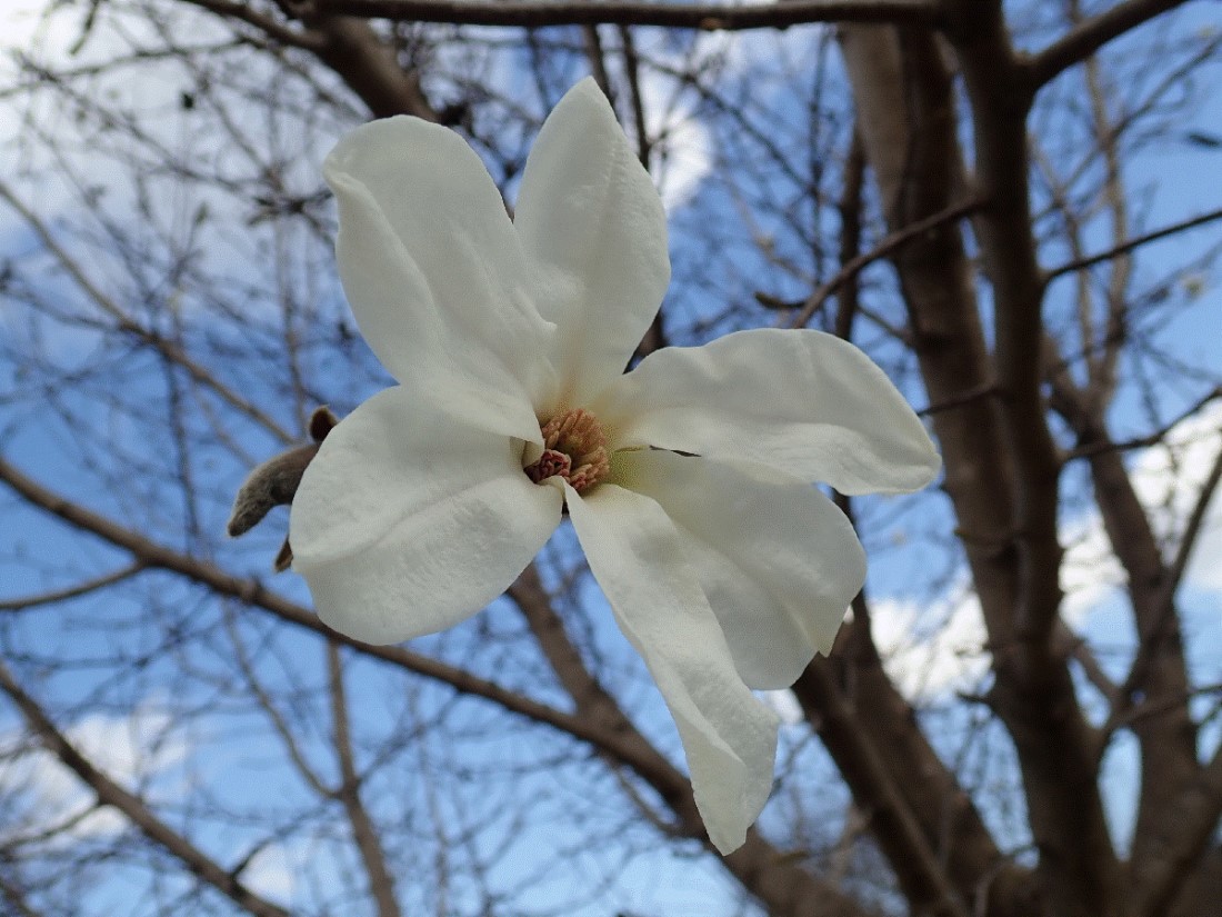 f:id:aikawa_park:20200412164925j:plain f:id:aikawa_park:20200412164925j:plain
