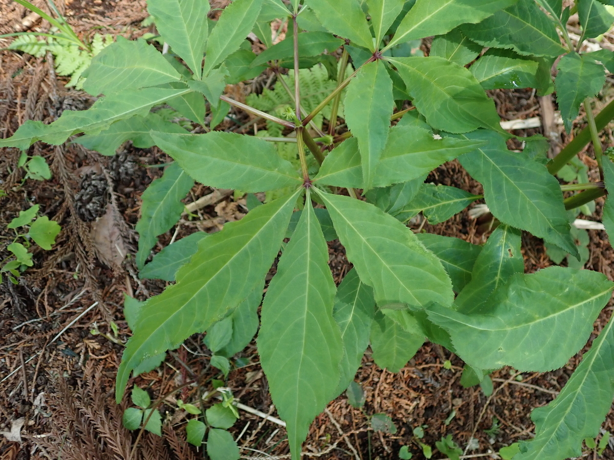 奇妙な植物 トチバニンジン あいかわ公園自然観察ガイド