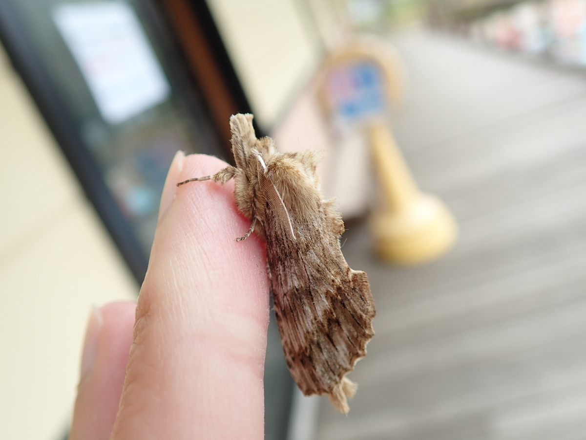 面白い形の蛾 オオエグリシャチホコ あいかわ公園自然観察ガイド