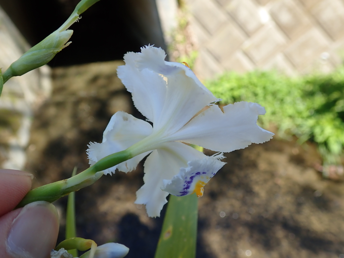 ♡開花中♡DD多弁ホワイト整形花　横向き充実株 アヤメ科の花 シャガの花にある不思議とは - あいかわ公園自然観察ガイド