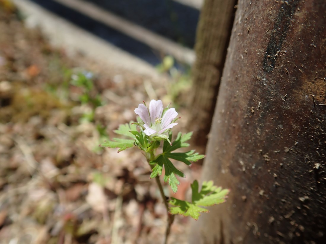 f:id:aikawa_park:20200425160145j:plain