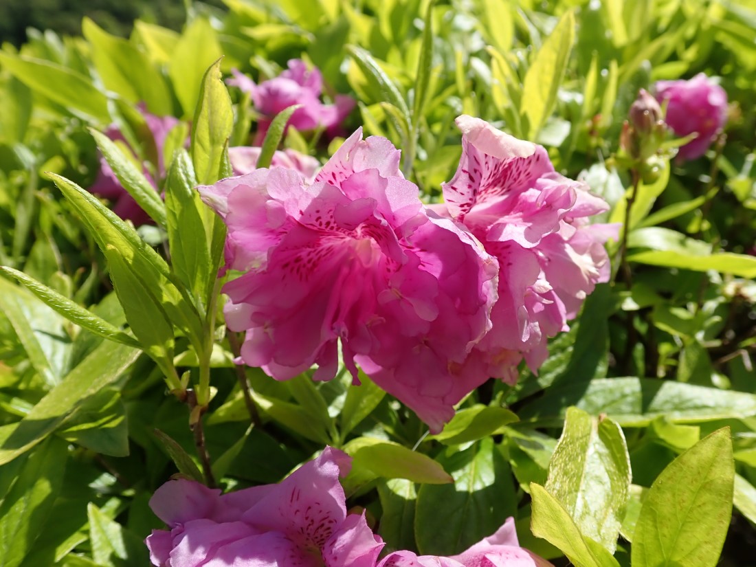 f:id:aikawa_park:20200507103135j:plain