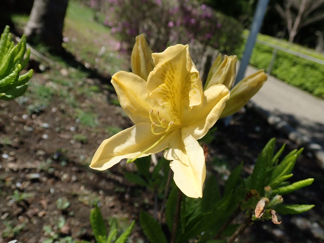 f:id:aikawa_park:20200507104115j:plain