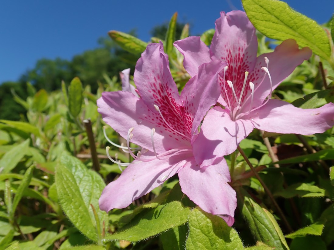f:id:aikawa_park:20200507104644j:plain f:id:aikawa_park:20200507104644j:plain