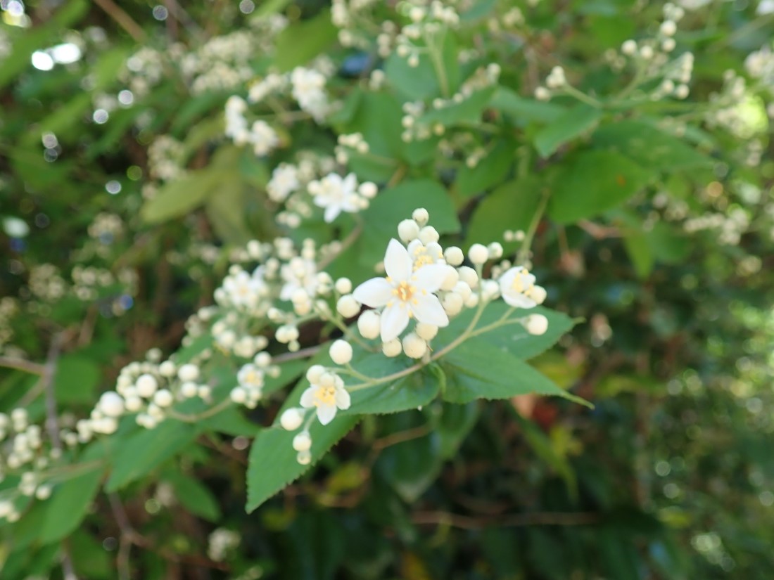 f:id:aikawa_park:20200507151155j:plain f:id:aikawa_park:20200507151155j:plain