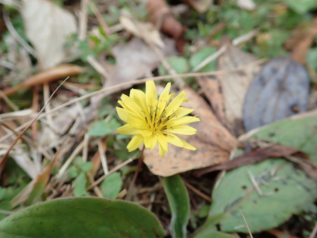f:id:aikawa_park:20200507153312j:plain f:id:aikawa_park:20200507153312j:plain