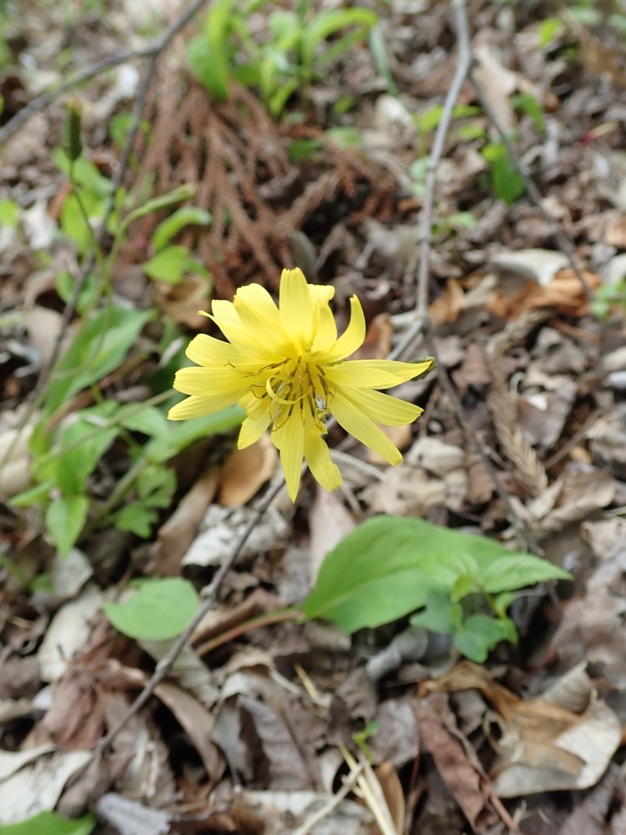 f:id:aikawa_park:20200507153501j:plain f:id:aikawa_park:20200507153501j:plain
