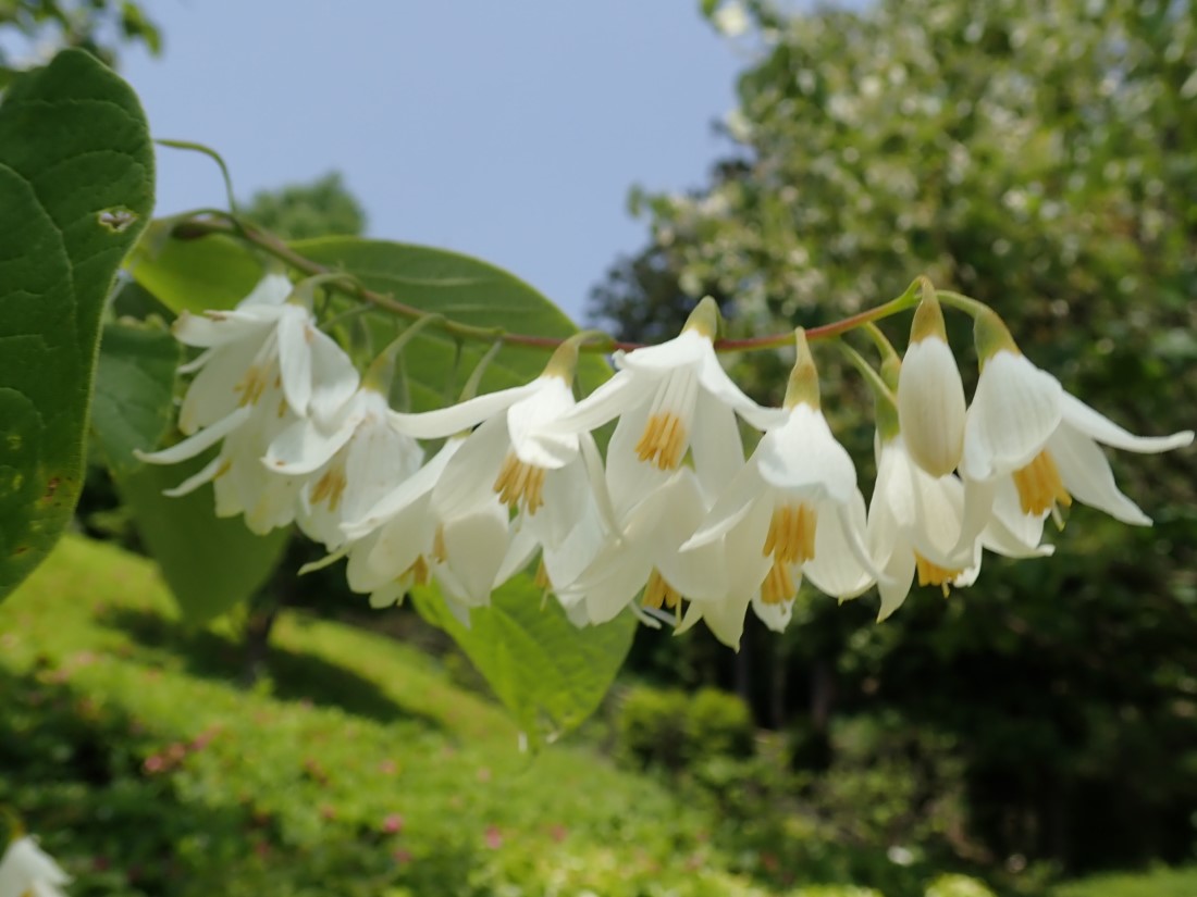 f:id:aikawa_park:20200513133508j:plain f:id:aikawa_park:20200513133508j:plain