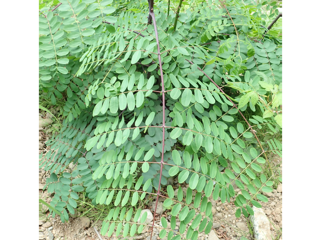 f:id:aikawa_park:20200523104748p:plain f:id:aikawa_park:20200523104748p:plain