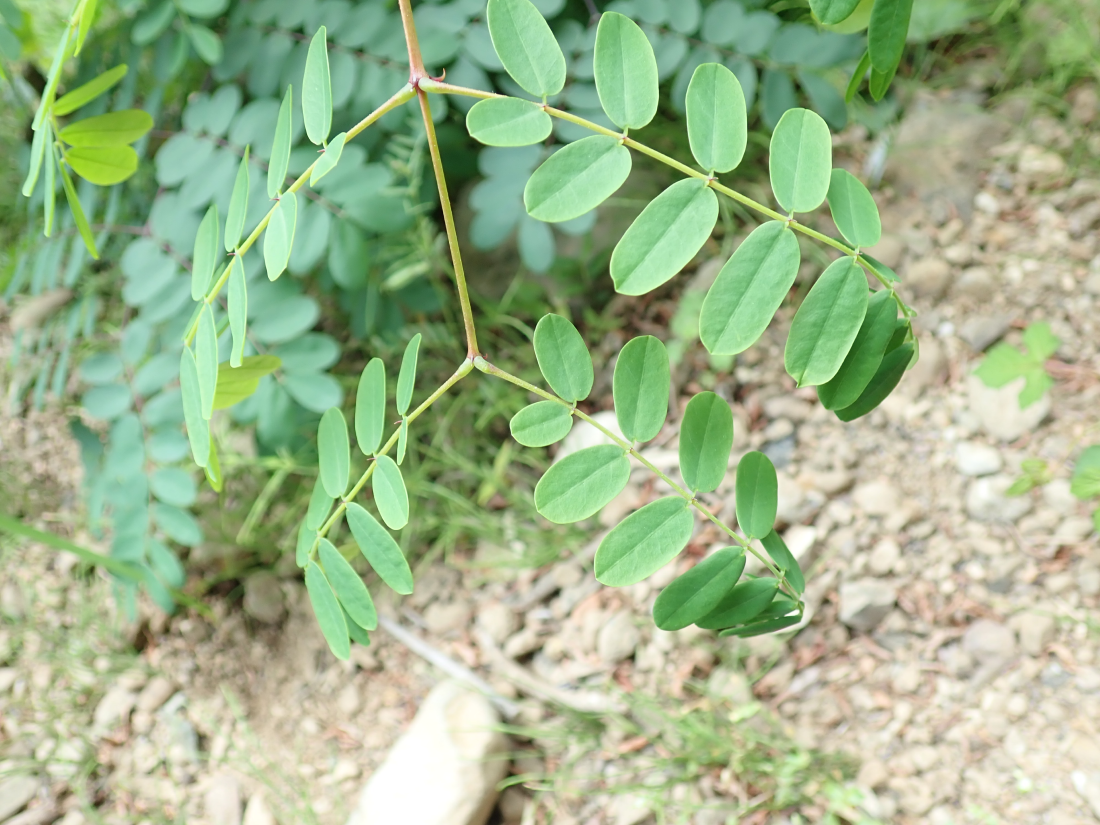 f:id:aikawa_park:20200523105023p:plain f:id:aikawa_park:20200523105023p:plain