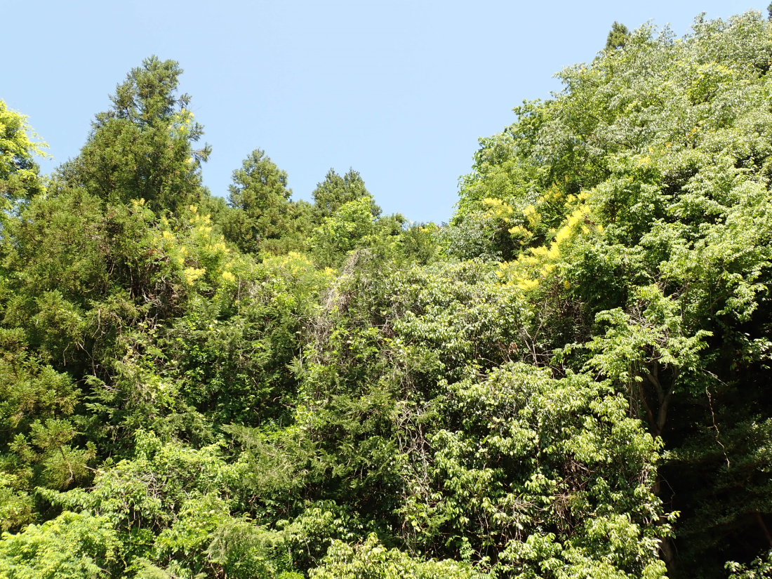 f:id:aikawa_park:20200523105855p:plain f:id:aikawa_park:20200523105855p:plain