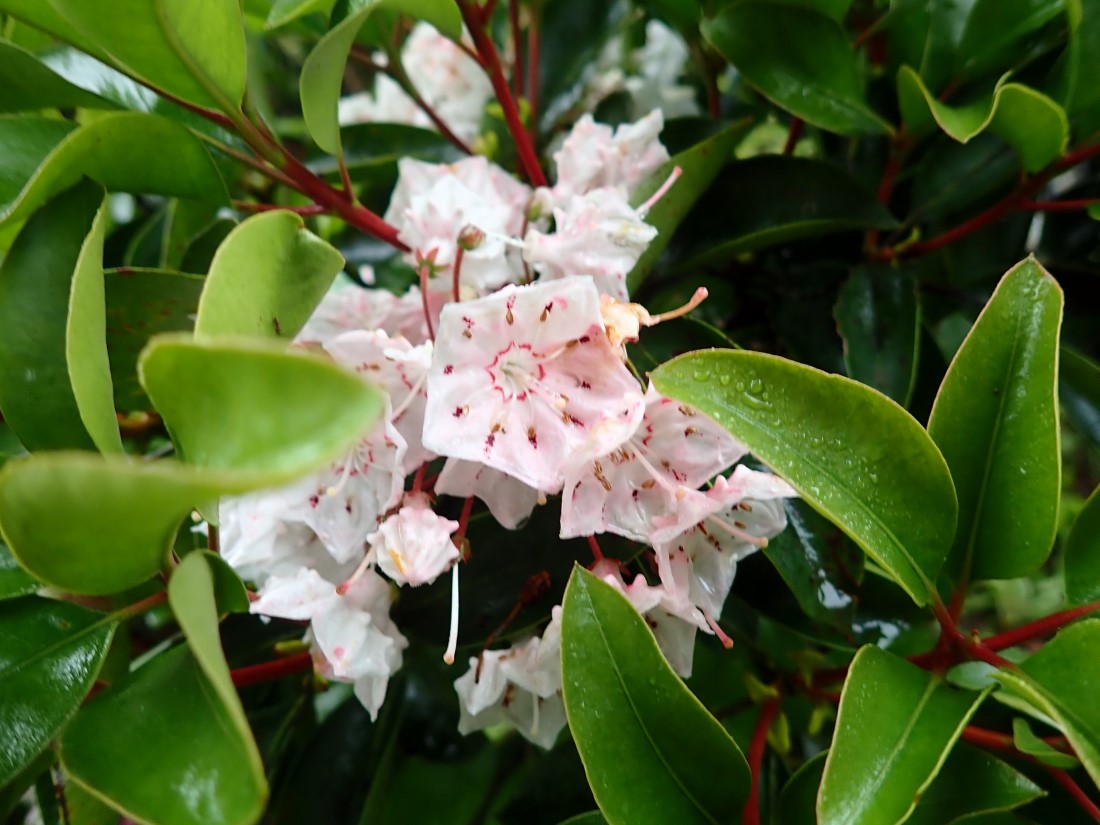 f:id:aikawa_park:20200523140053j:plain f:id:aikawa_park:20200523140053j:plain