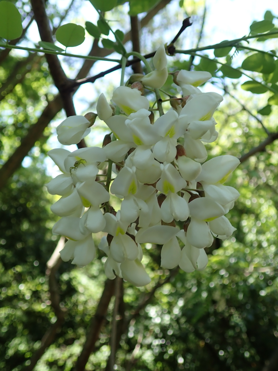 とげのある植物達 その2 - あいかわ公園自然観察ガイド