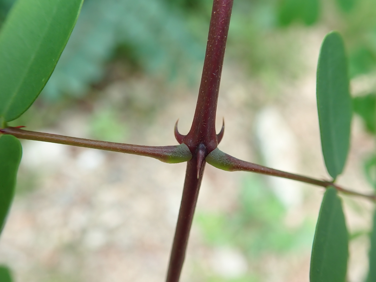 棘のある植物図鑑 _ 幹に棘のある木 種類 – OHEUOY