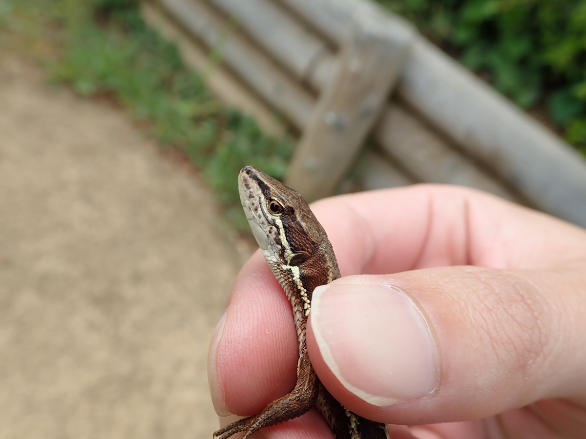 日向に現れるカナヘビ あいかわ公園自然観察ガイド