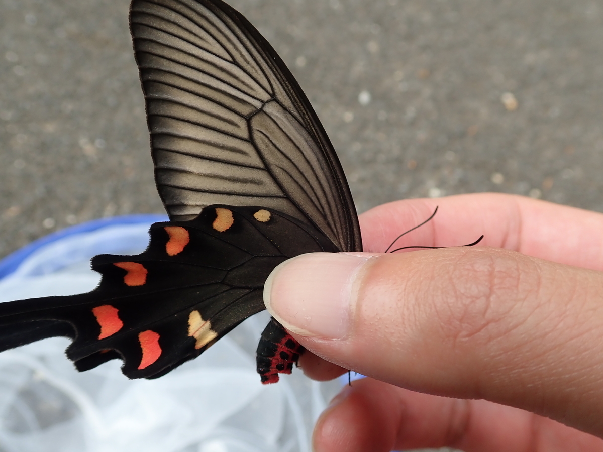 赤い模様が目立つ黒いアゲハ ジャコウアゲハ - あいかわ公園自然観察ガイド