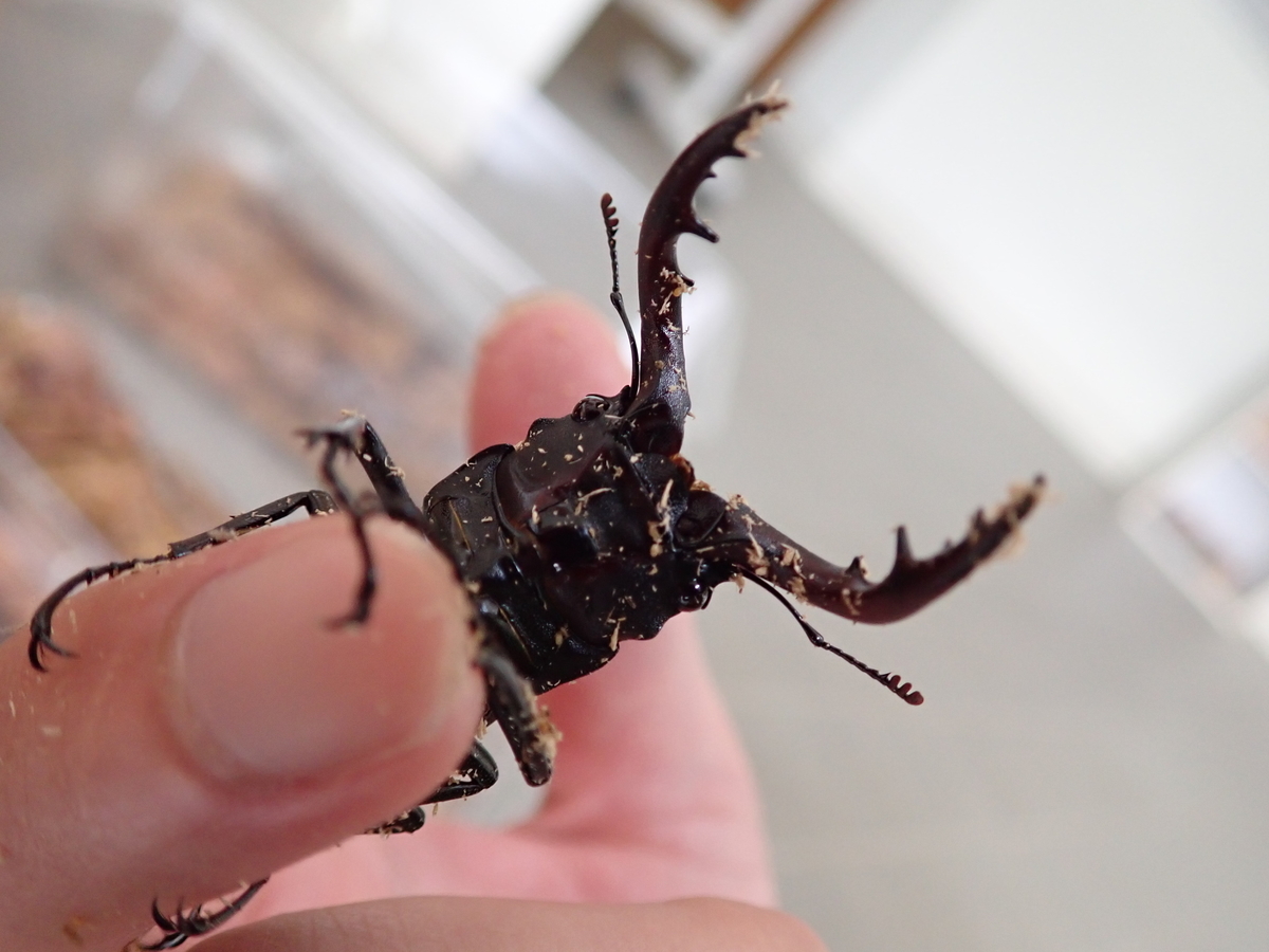 大あごのノコギリクワガタ あいかわ公園自然観察ガイド