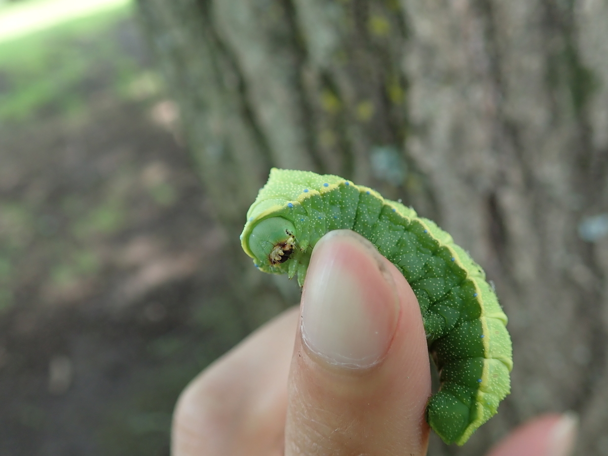 蛾の幼虫の奇妙な模様 あいかわ公園自然観察ガイド