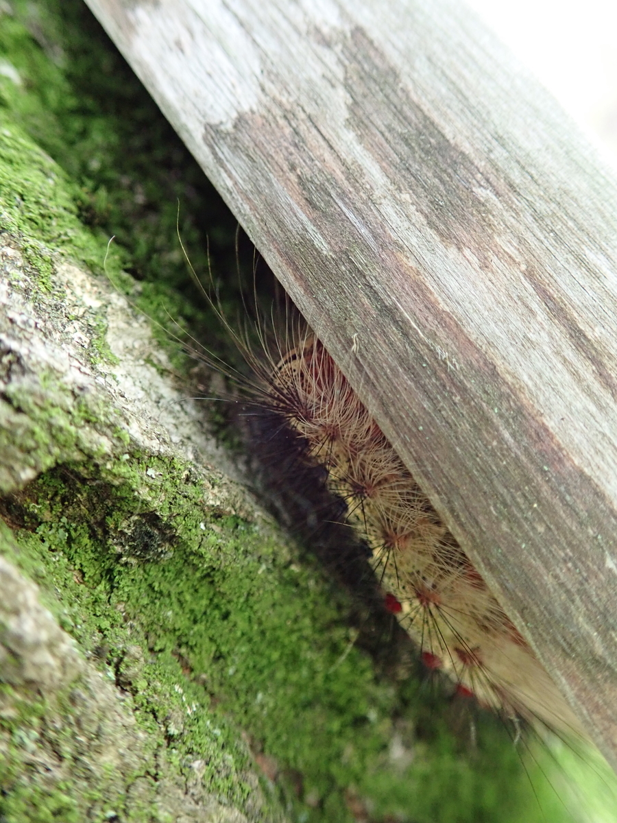 赤と青の巨大な毛虫 マイマイガ あいかわ公園自然観察ガイド 赤と青の巨大な毛虫 マイマイガ あいかわ公園自然観察ガイド