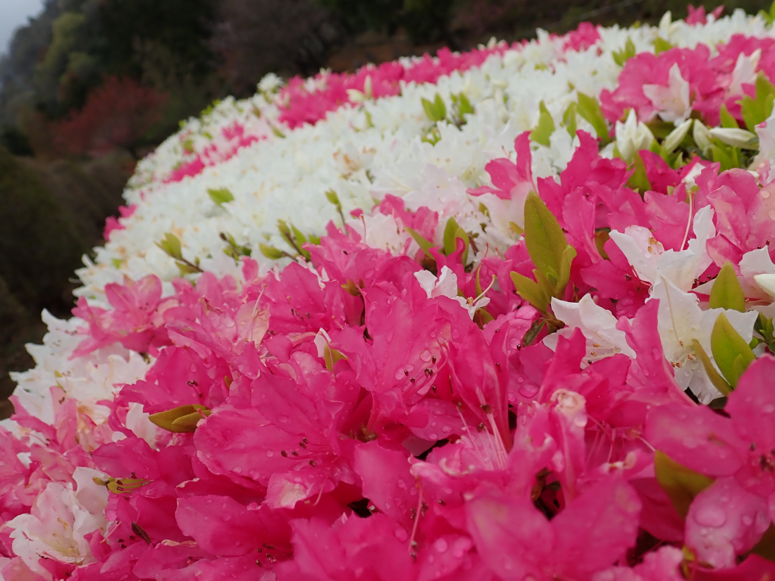 あいかわ公園 ツツジの図鑑