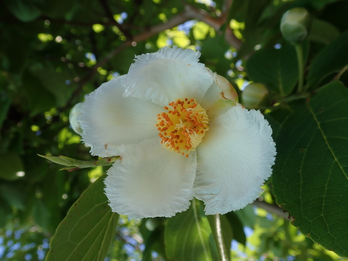 夏に咲く白い椿？ 花が丸ごと落ちるツバキ科植物ヒメシャラと