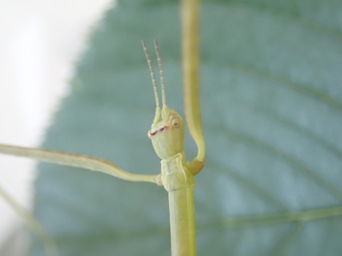 枝にそっくりな虫 ナナフシモドキとはどんな虫 あいかわ公園自然観察ガイド