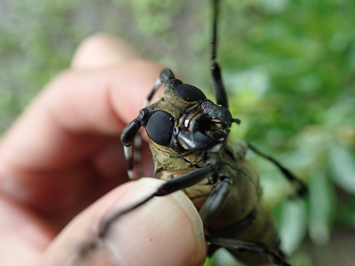 青白黒が綺麗なラミーカミキリは 狙いやすくておススメの虫 あいかわ公園自然観察ガイド