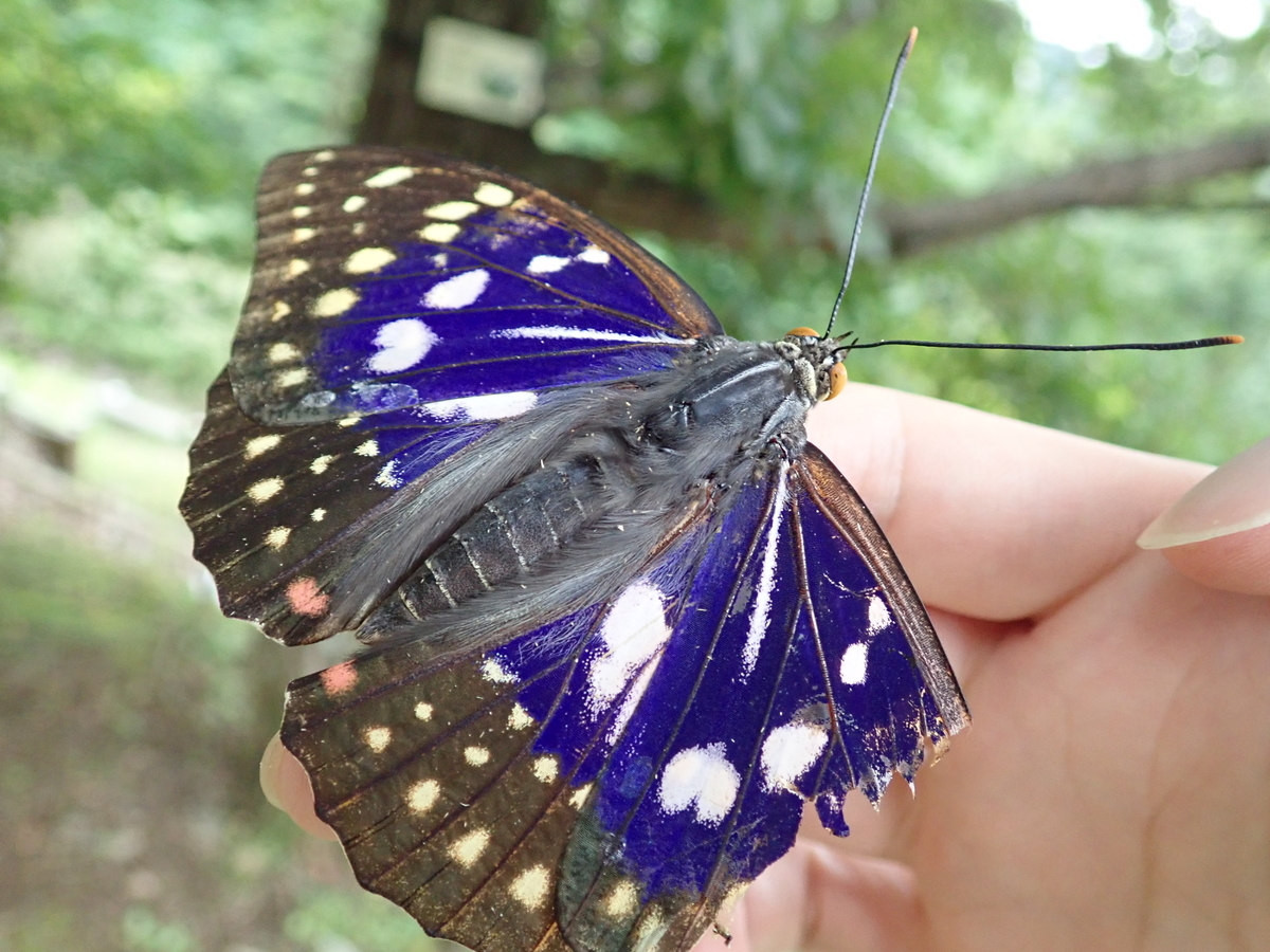 翅は紫？それとも黒？ ♂♀で色の違うオオムラサキ - あいかわ公園自然