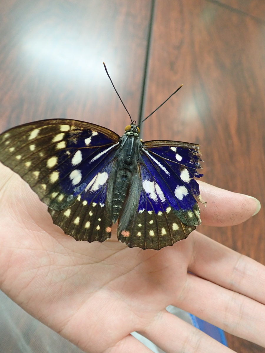 翅は紫？それとも黒？ ♂♀で色の違うオオムラサキ - あいかわ公園自然