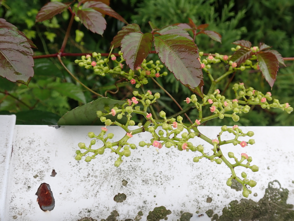 ヤブガラシの花は赤い 昼前に見られる花の不思議と蜜を求めるスズメバチ あいかわ公園自然観察ガイド