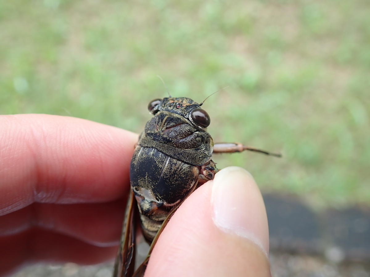 うるさいセミと言えば茶色のアブラゼミ あいかわ公園自然観察ガイド