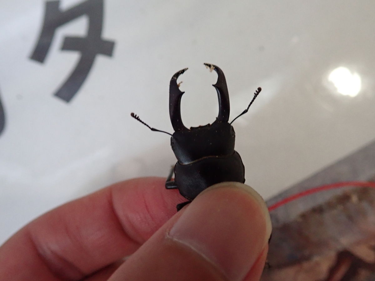 コクワガタとスジクワガタ 似てる2種の違いとは あいかわ公園自然観察ガイド