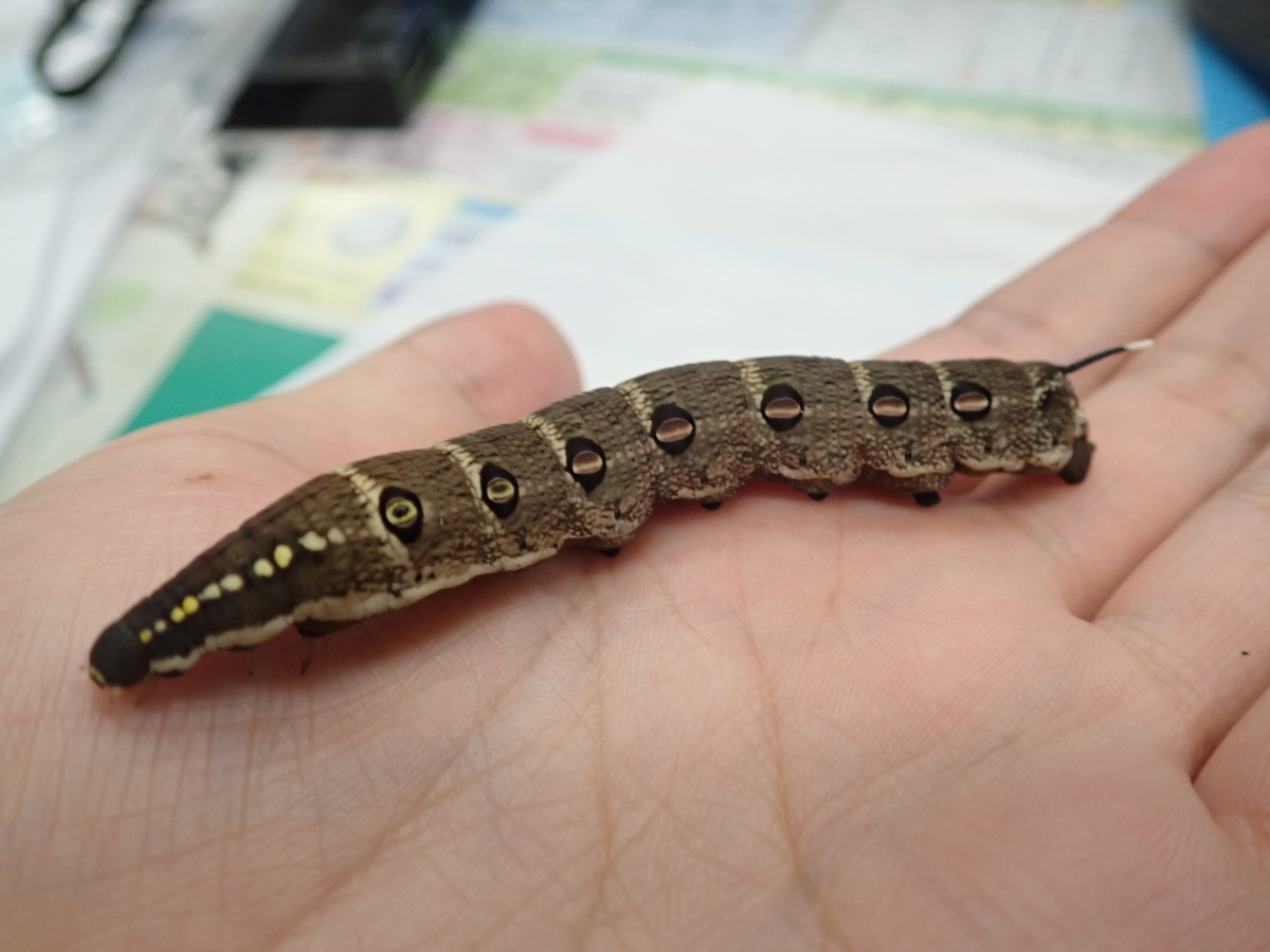 目立つ色合いで一見毒がありそうな黒い幼虫 セスジスズメ あいかわ公園自然観察ガイド