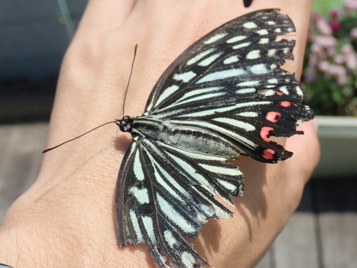 樹液に集まるチョウの中でも赤くて目立つアカボシゴマダラ - あいかわ