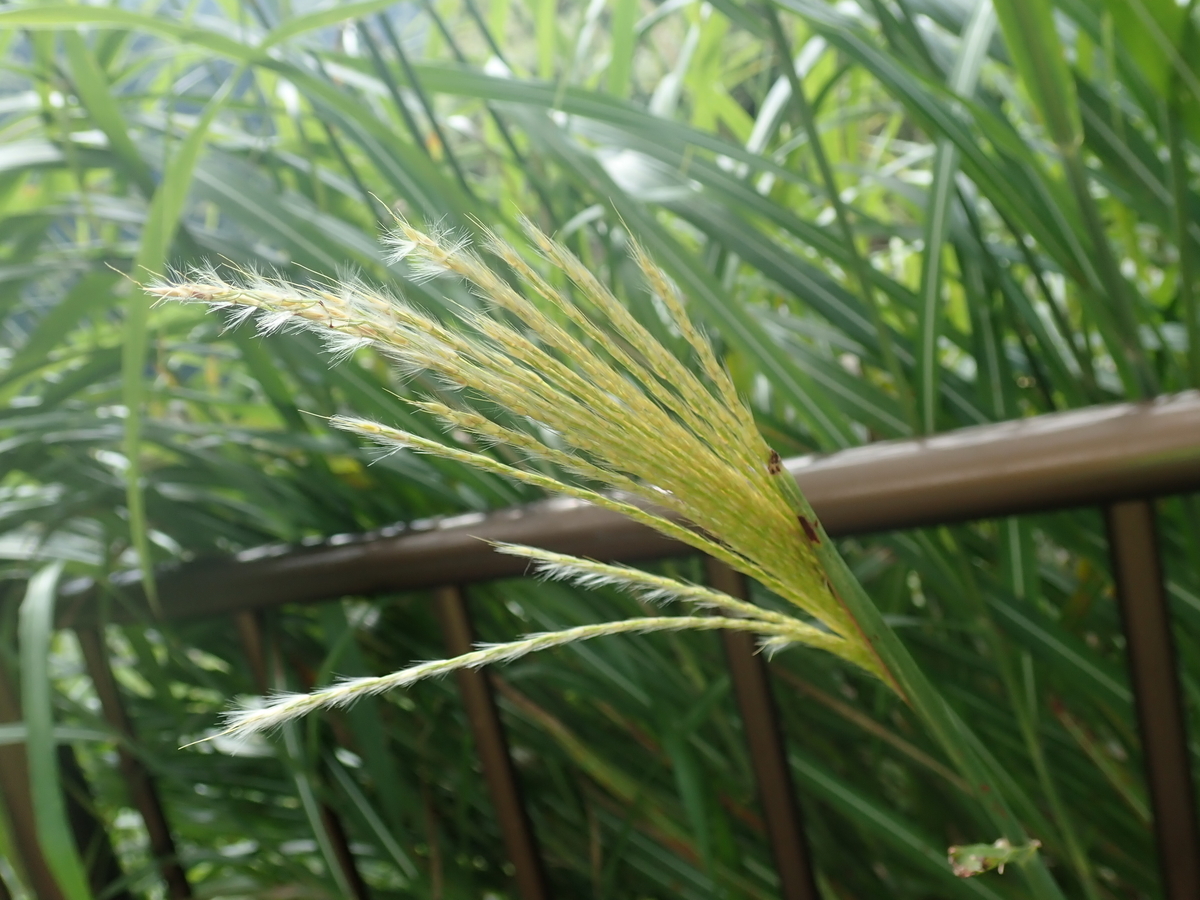 尾花といえばススキ あいかわ公園自然観察ガイド