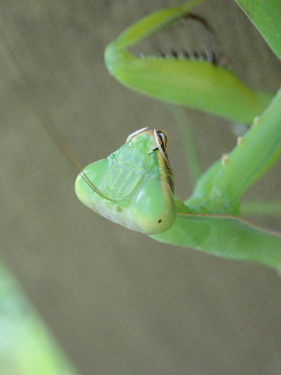 秋の昆虫 カマキリの眼はいくつ あいかわ公園自然観察ガイド