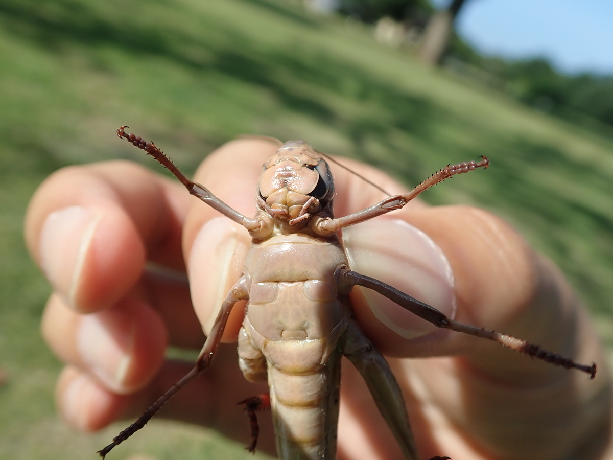 飛ぶバッタと言えばこの子 トノサマバッタとクルマバッタ あいかわ公園自然観察ガイド 飛ぶバッタと言えばこの子 トノサマバッタとクルマバッタ あいかわ公園自然観察ガイド