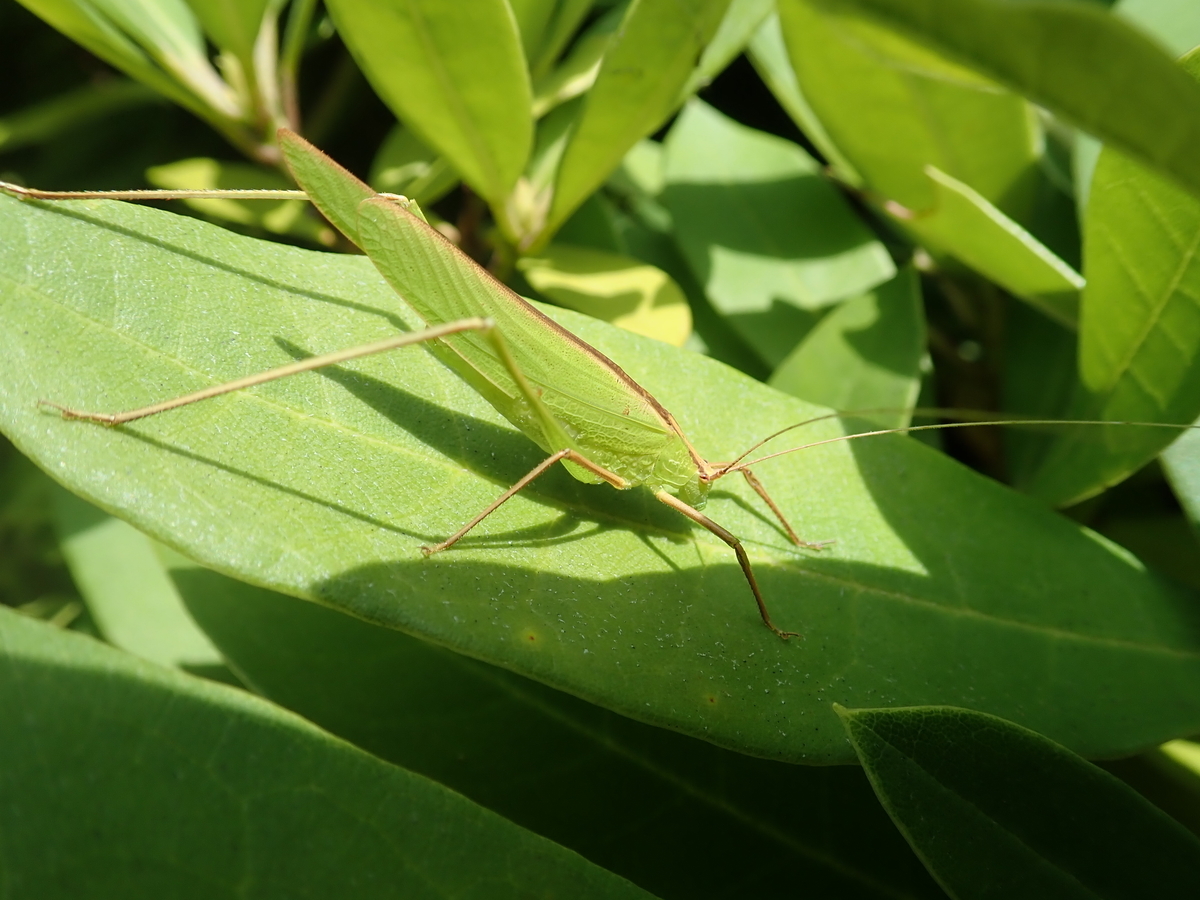バッタと言えばやはりこの子 トノサマバッタとクルマバッタ あいかわ公園自然観察ガイド