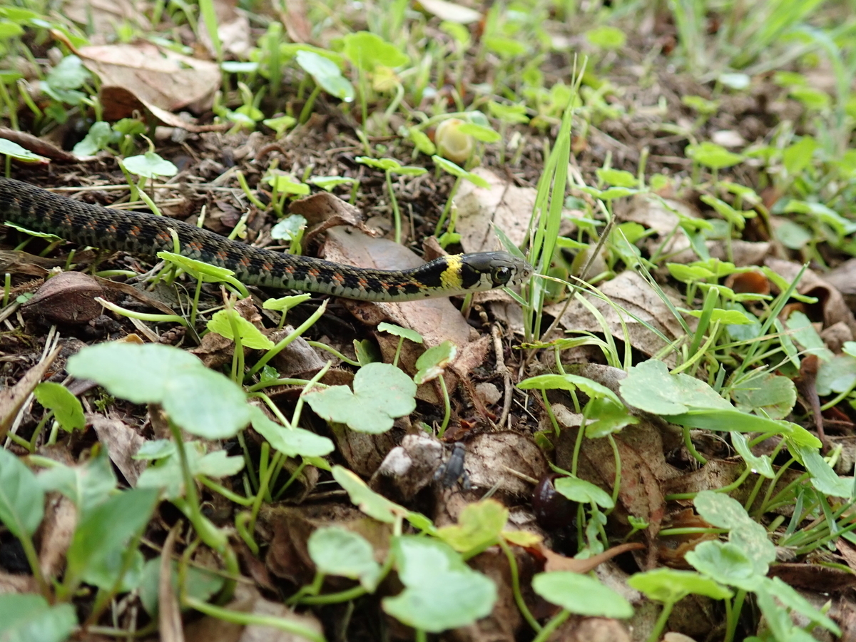 実は有毒なヤマカガシ あいかわ公園自然観察ガイド