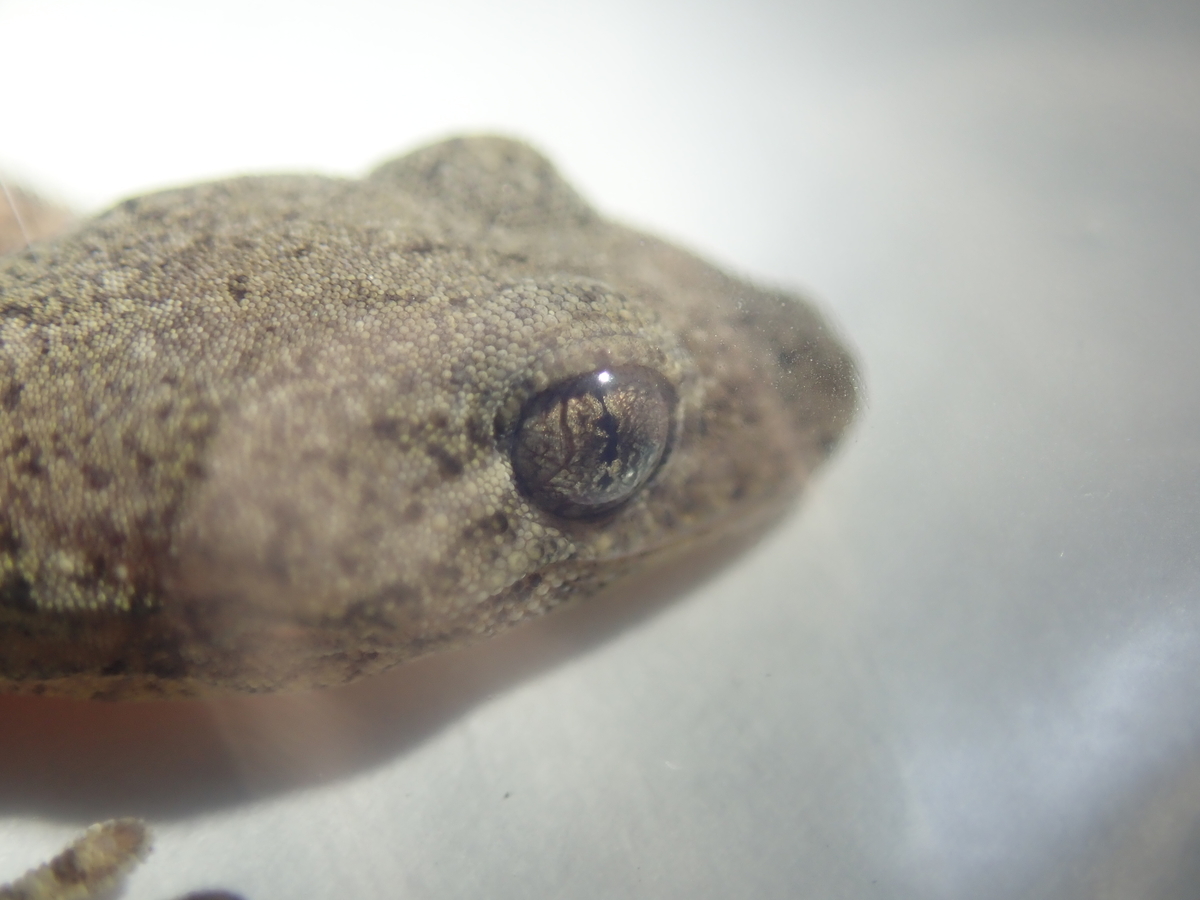壁や明かりにやってくるのはイモリ ヤモリ 爬虫類の眼に注目してみよう あいかわ公園自然観察ガイド 壁や明かりにやってくるのはイモリ ヤモリ 爬虫類の眼に注目してみよう あいかわ公園自然観察ガイド