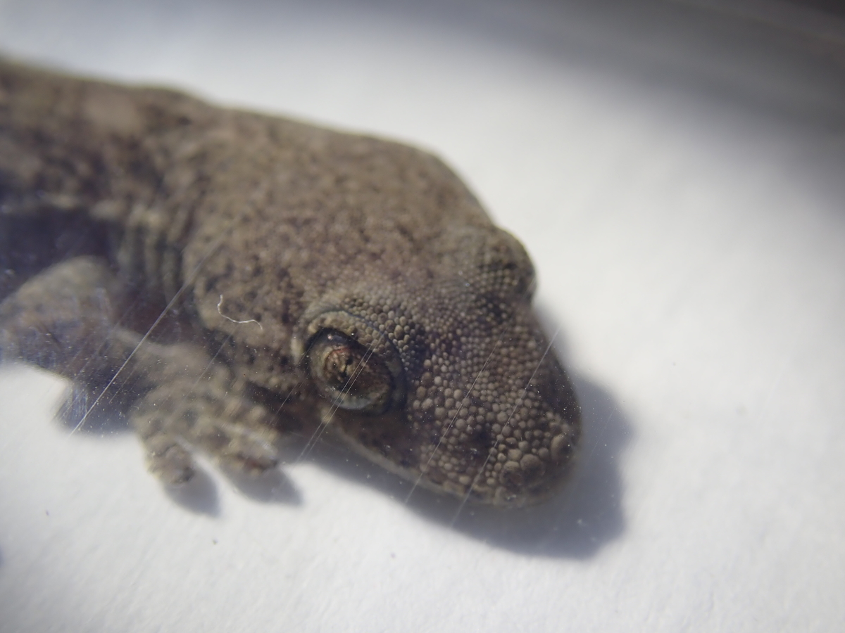 壁や明かりにやってくるのはイモリ ヤモリ 爬虫類の眼に注目してみよう あいかわ公園自然観察ガイド 壁や明かりにやってくるのはイモリ ヤモリ 爬虫類の眼に注目してみよう あいかわ公園自然観察ガイド
