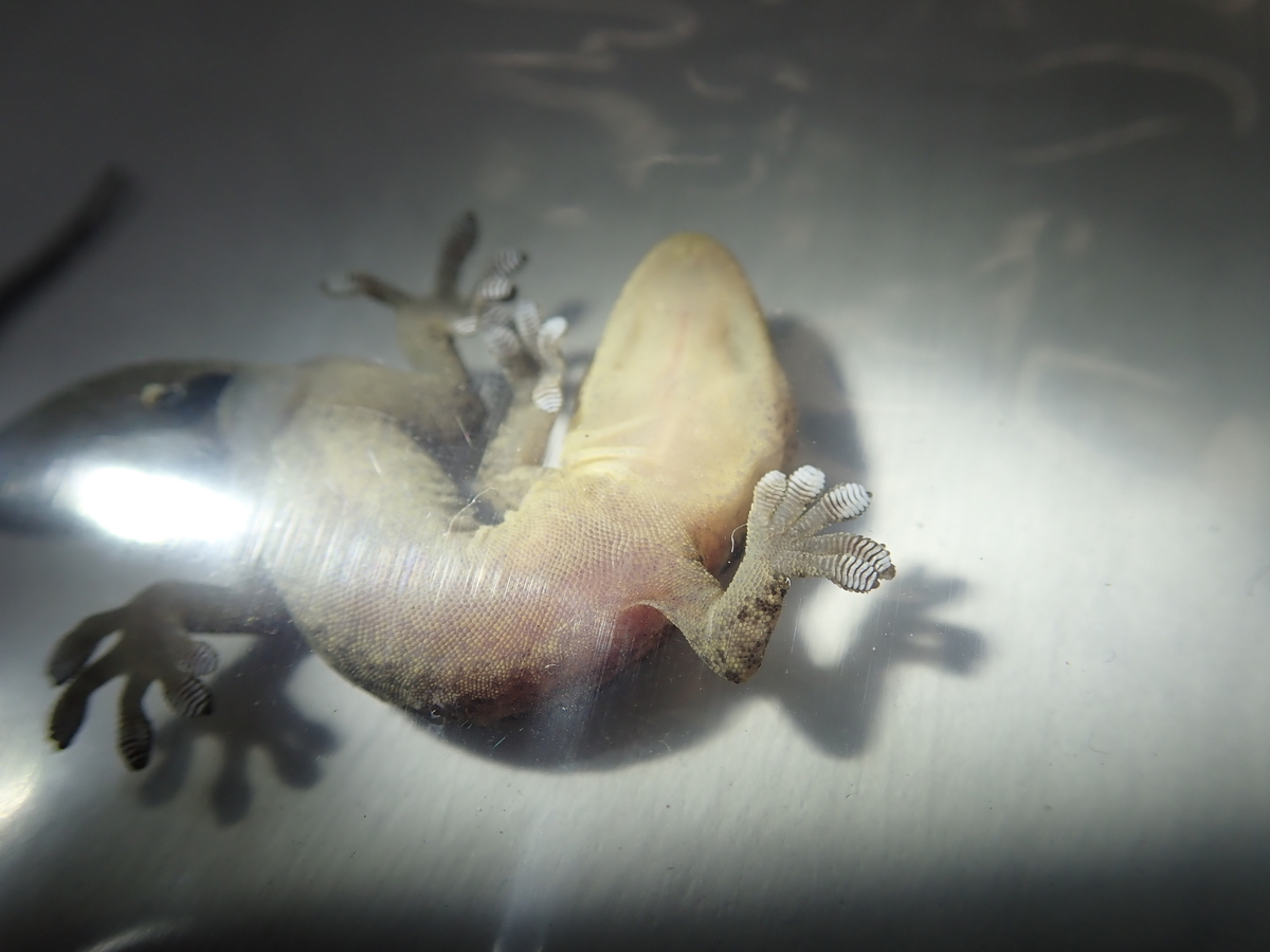 壁や明かりにやってくるのはイモリ ヤモリ 爬虫類の眼に注目してみよう あいかわ公園自然観察ガイド 壁や明かりにやってくるのはイモリ ヤモリ 爬虫類の眼に注目してみよう あいかわ公園自然観察ガイド