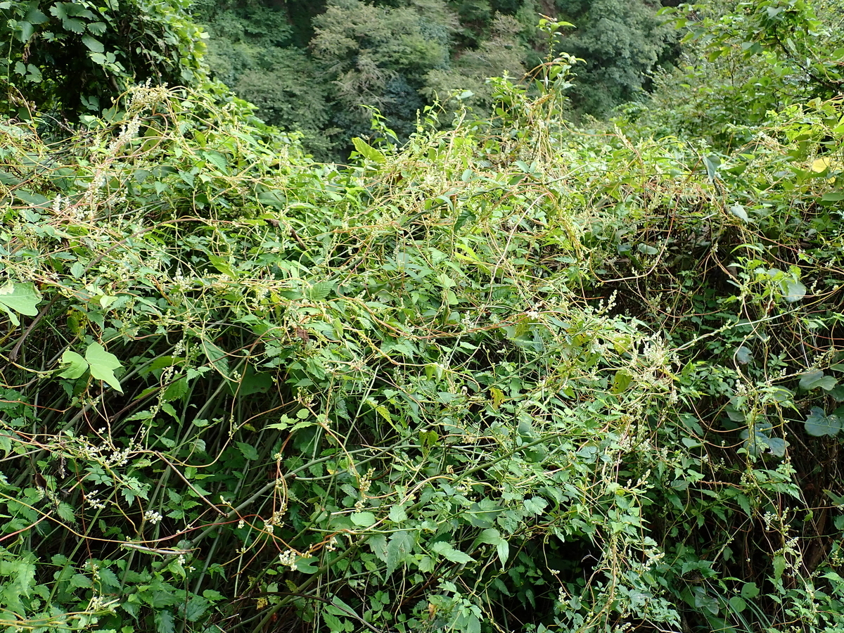 寄生植物ネナシカズラの不思議 あいかわ公園自然観察ガイド