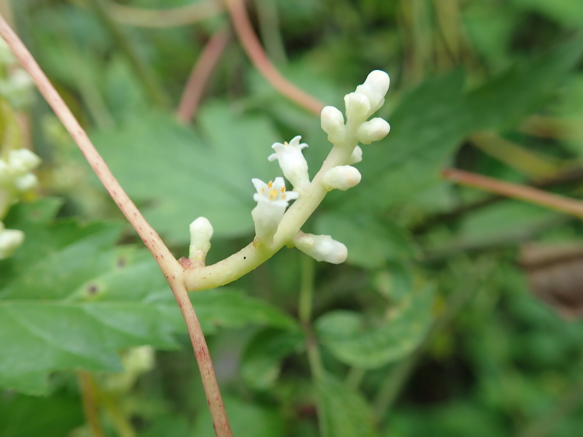 寄生植物ネナシカズラの不思議 あいかわ公園自然観察ガイド