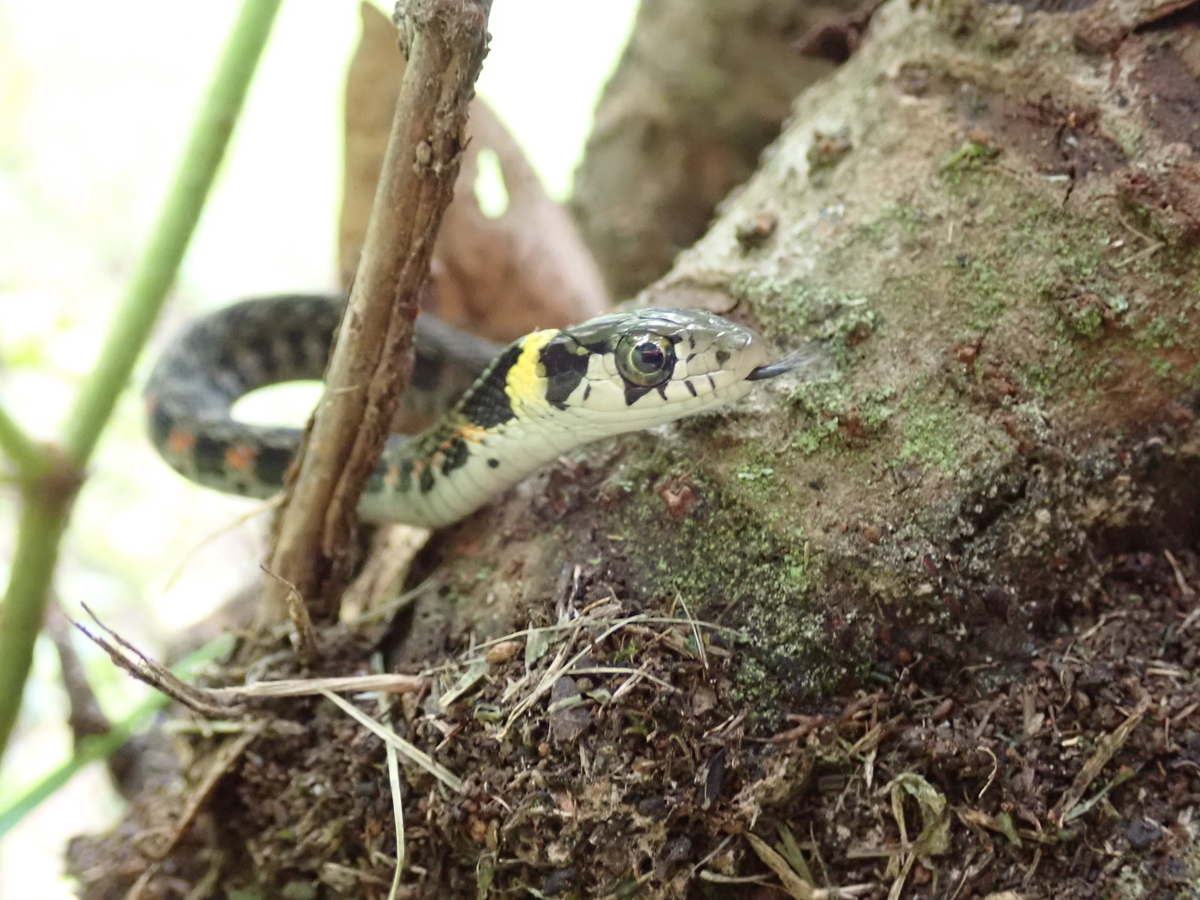 シマヘビ ヤマカガシ アオダイショウ ジムグリの4種を見比べてみよう あいかわ公園自然観察ガイド