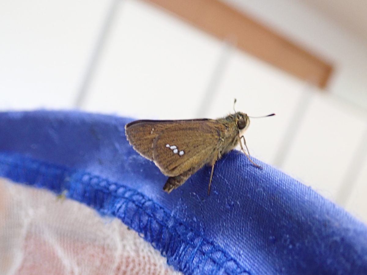 秋を感じるセセリチョウの仲間 あいかわ公園自然観察ガイド